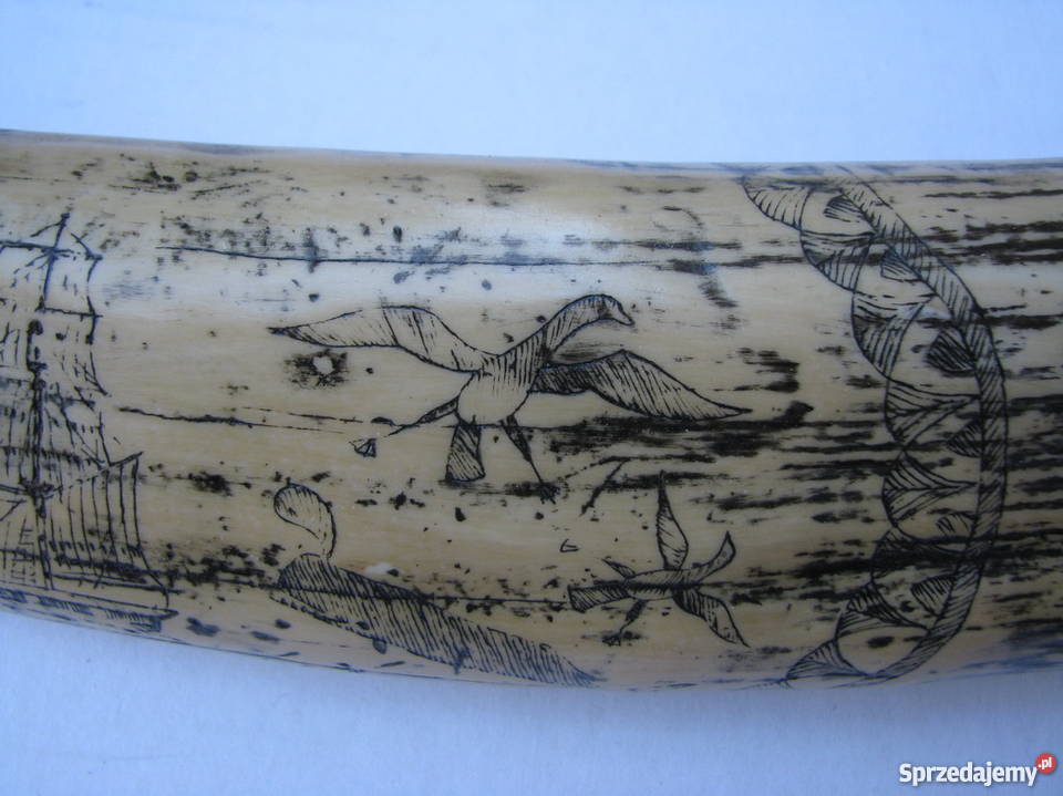 RÓG KIEŁ MORSA TROFEUM RZEŹBIONY Kraków