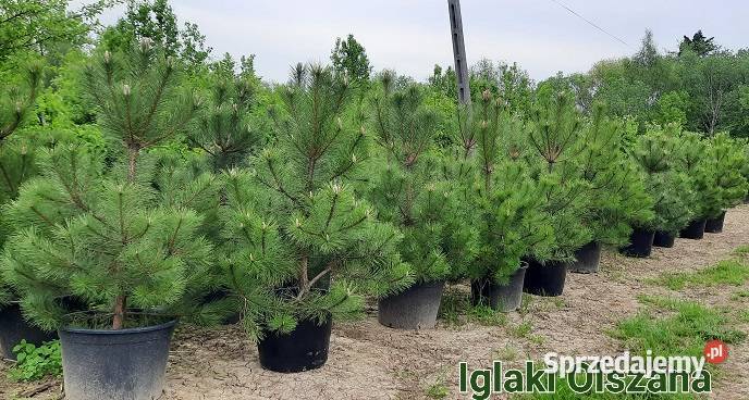 Sosna Czarna 150250 w donicykopana z gruntu małopolskie Nowy Sącz