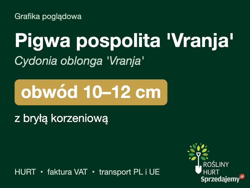 Pigwa pospolita Vranja obwód 1012 z bryłą HURT