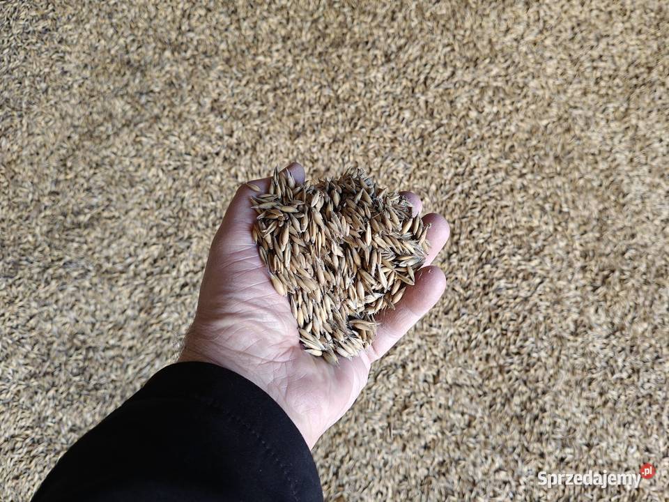 Owies Reflex zbiór 20242025 Nasutów