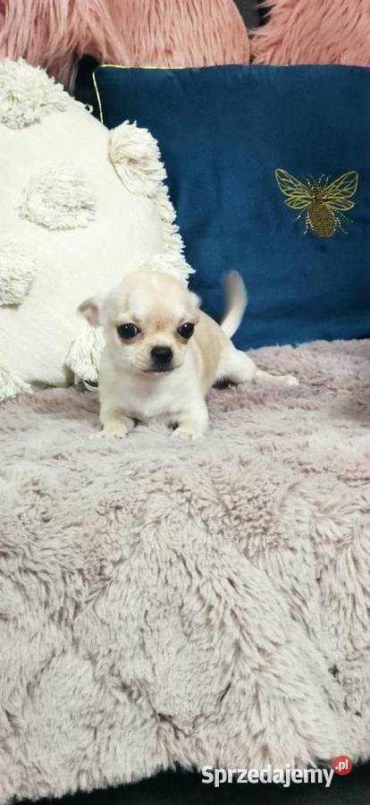 Gotowa Do Odbioru Przepiękna Dziewczynka Ciszkowo