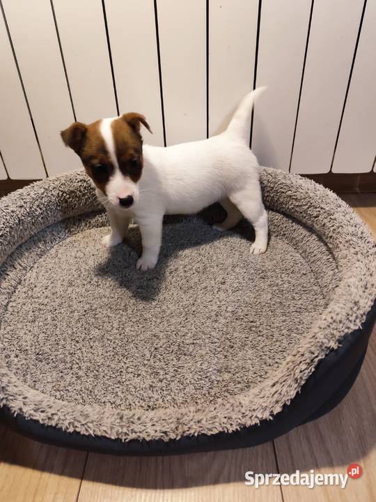 Jack Russell terrier Piątek