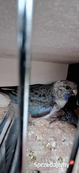 Papugi rozela królewska niebieska 2024 Ptaki Kolbuszowa