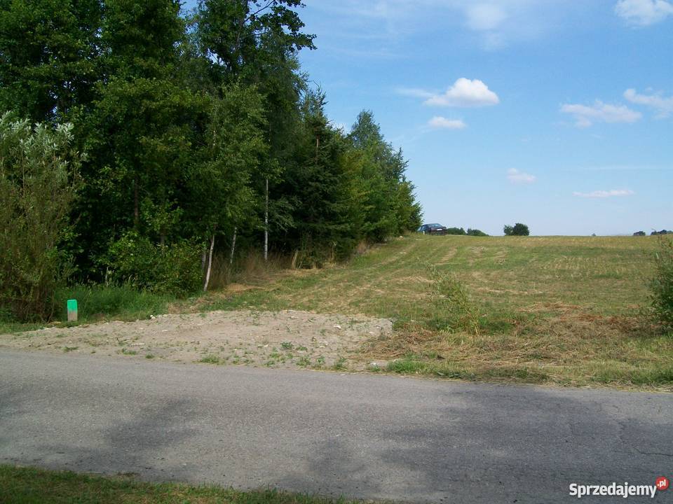 GORCZYCA i ŁUBIN na poplon Brody