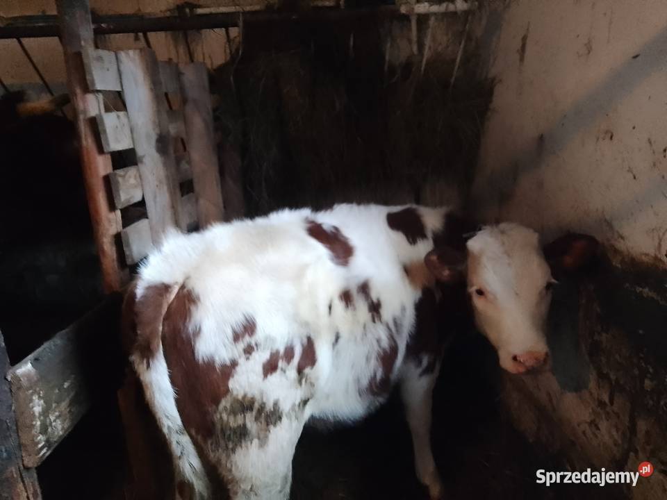 Sprzedam jałówkę sm Szymbark