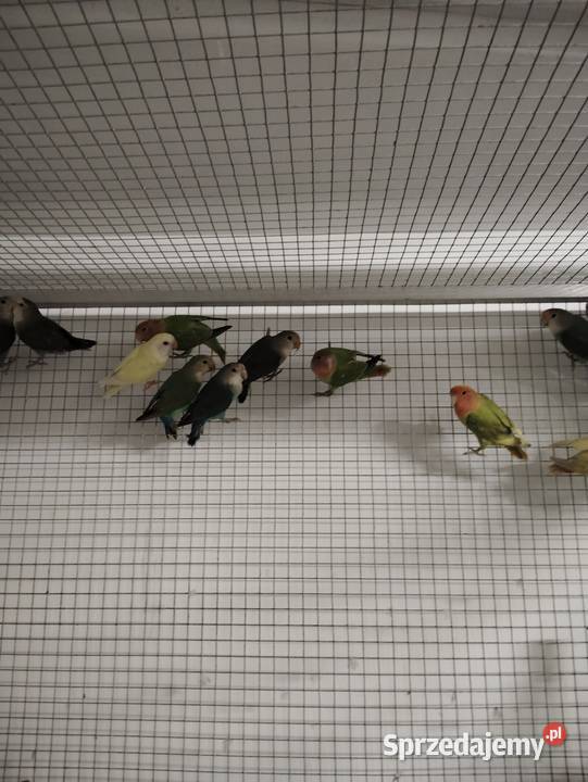 Nierozłączki czerwonoczelne Niepołomice