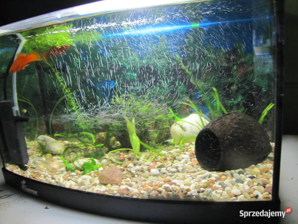 Akwarium z obsadą kujawsko-pomorskie Toruń