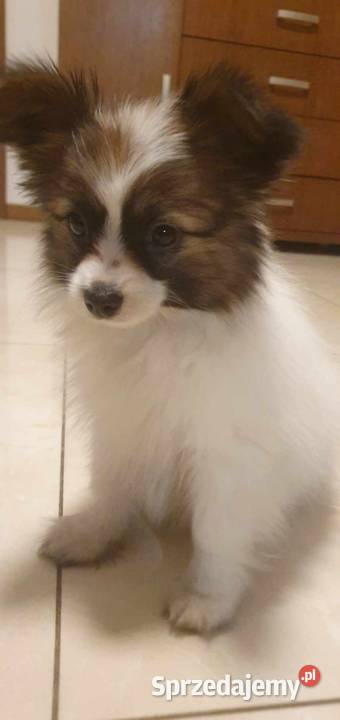 Papillon Spaniel Kontynentalny miniaturowy śląskie Rudnik Wielki sprzedam