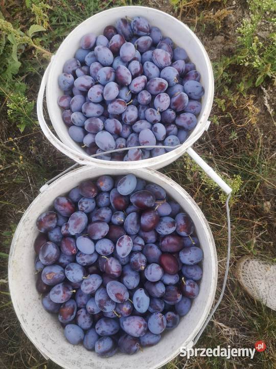 Sprzedam śliwki węgierki lubelskie Chodel