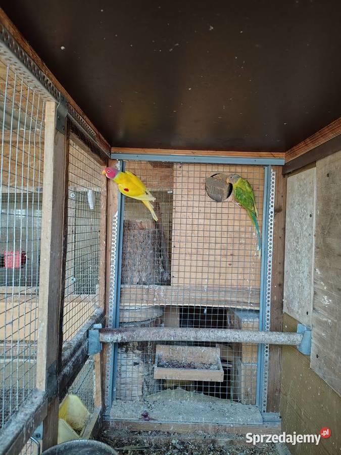 Aleksandretta Sliwoglowa Bochnia