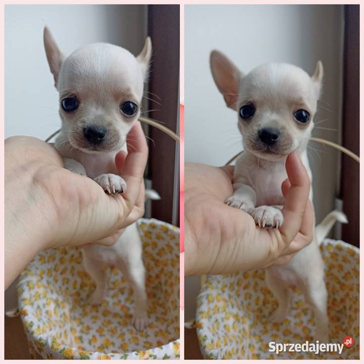 Mini Suczka kremowo biała chihuahua krótkowłosa Bełchatów