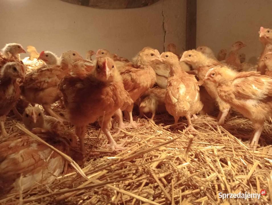 NOWOŚĆ CZERWONY Brojler Zagrodowy Gołoszyjka Radwan