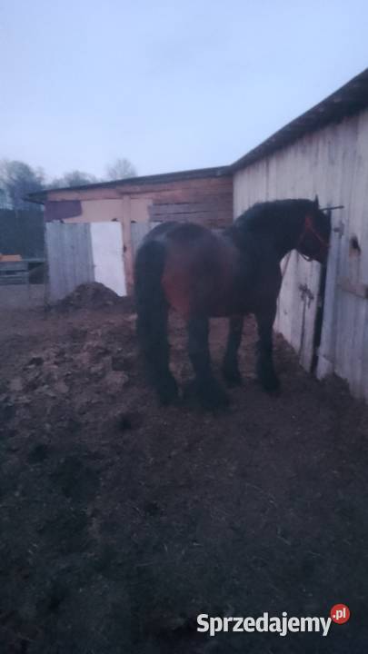 Sprzedam ogiera zimnokwistego Gąbin