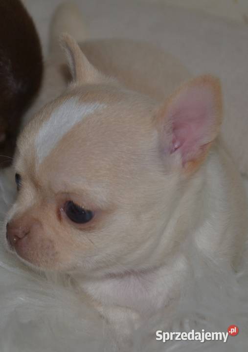 CHIHUAHUA ŚLICZNY PIESEK Warszawa sprzedam