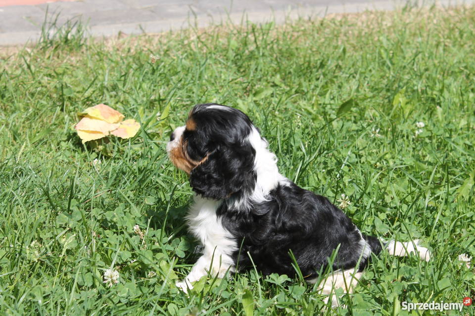 cavalier king charles spaniel szczenięta Łańcut sprzedam