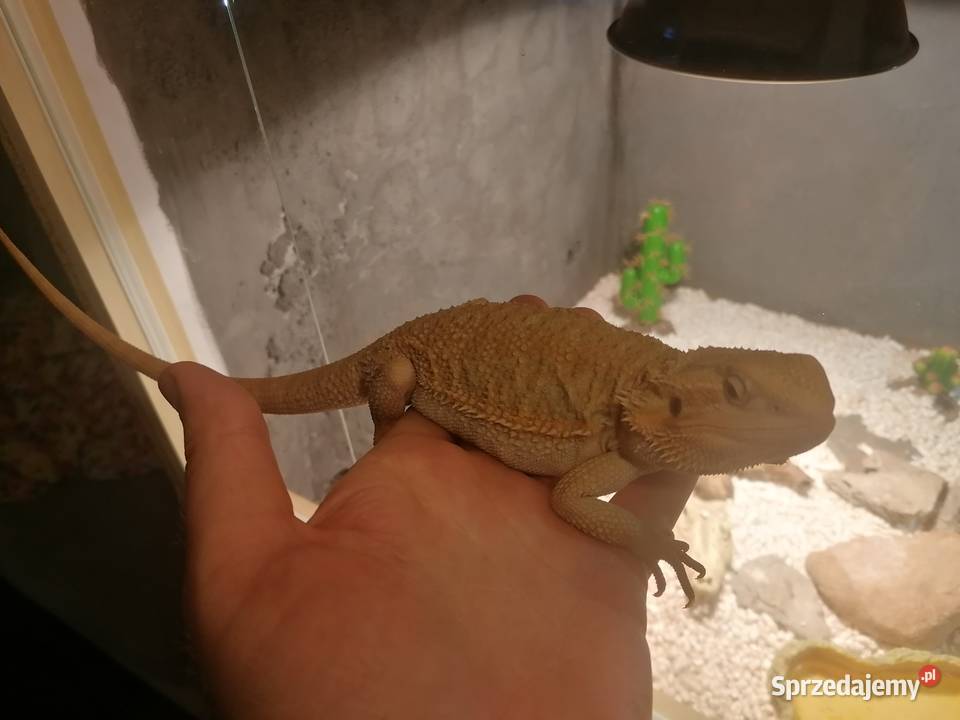 sprzedam 2 agamy brodate z terarium Kwidzyn sprzedam