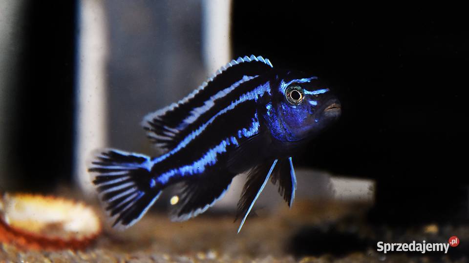 Pyszczak Maingano Melanochromis Cyaneorhabdos