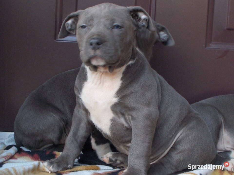 Mocne Amstaffy Błękitne Płock sprzedam