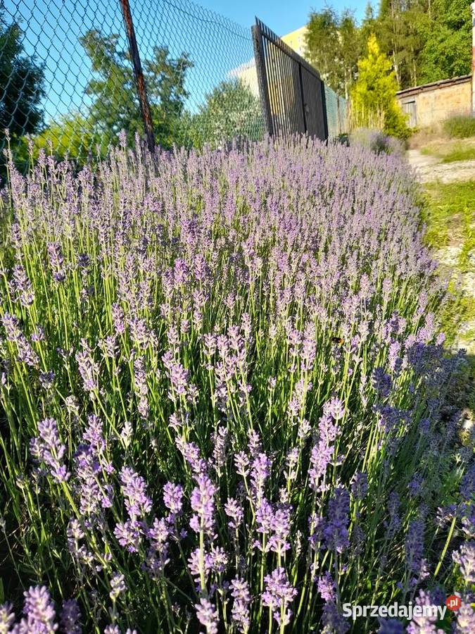 Lawenda kwiatostan i liście sprzedam bukiety Rośliny Łódź sprzedam