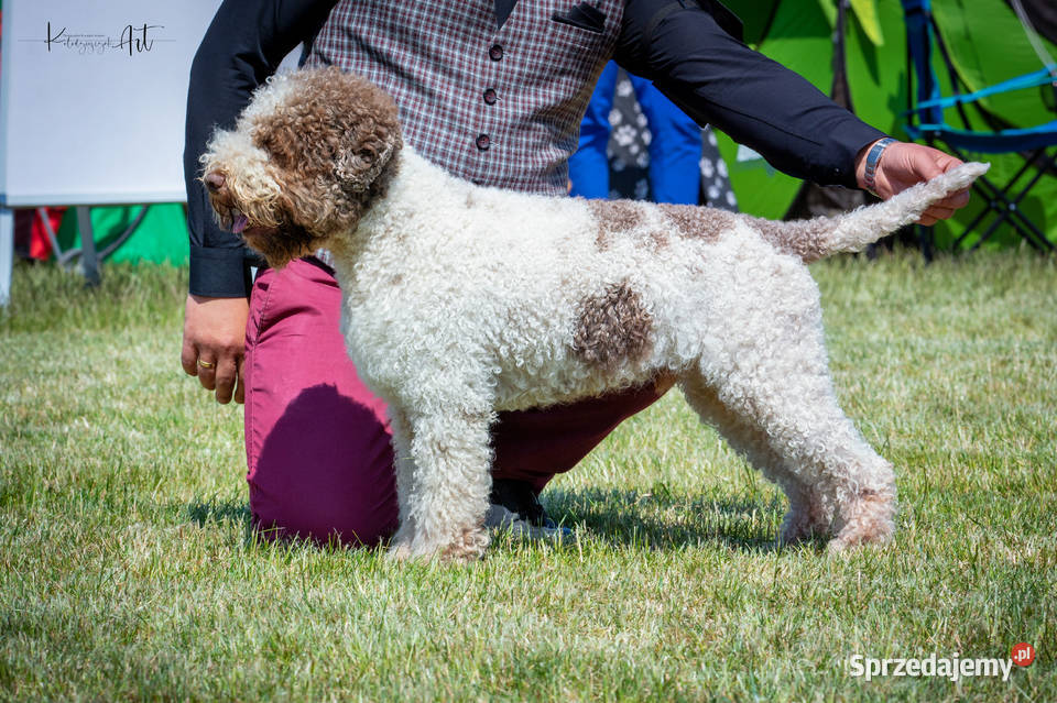 Lagotto romagnolo FCI zapowiedź miotu marzec Zwierzęta Rozgarty
