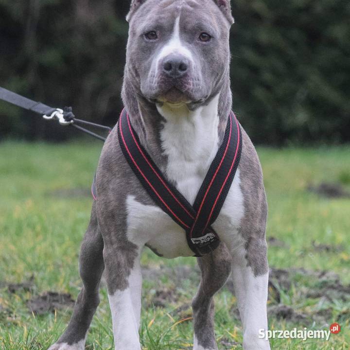 American staffordshire terrier amstaff wybitne Lubiatowo sprzedam