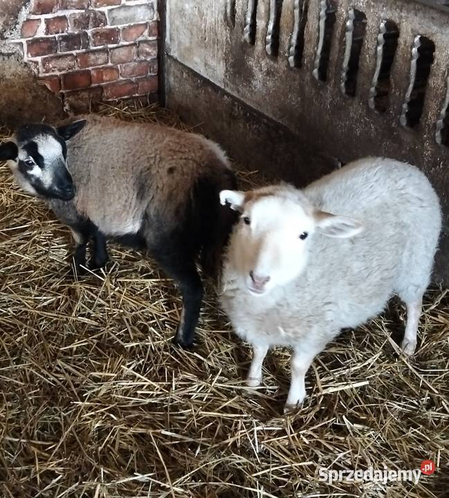 Sprzedam owce i barana łódzkie sprzedam
