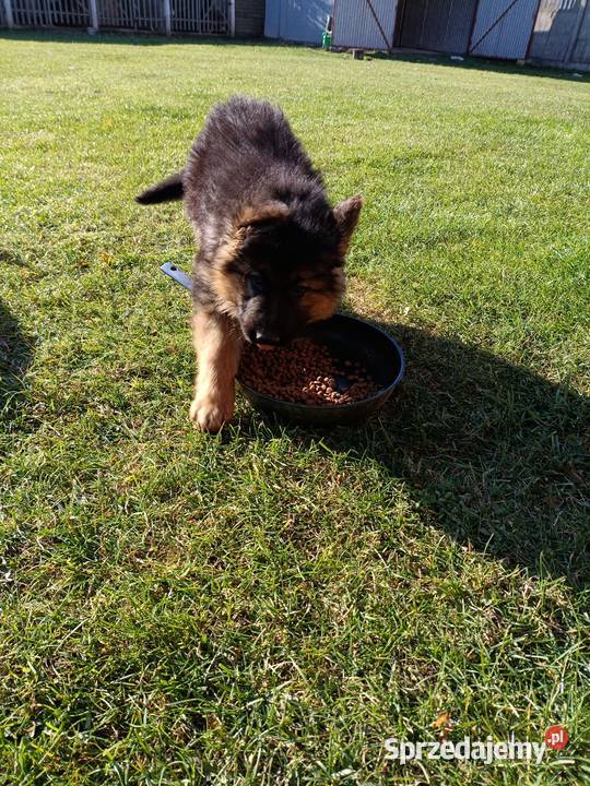Sprzedam szczeniaki owczarka niemieckiego Ożarów