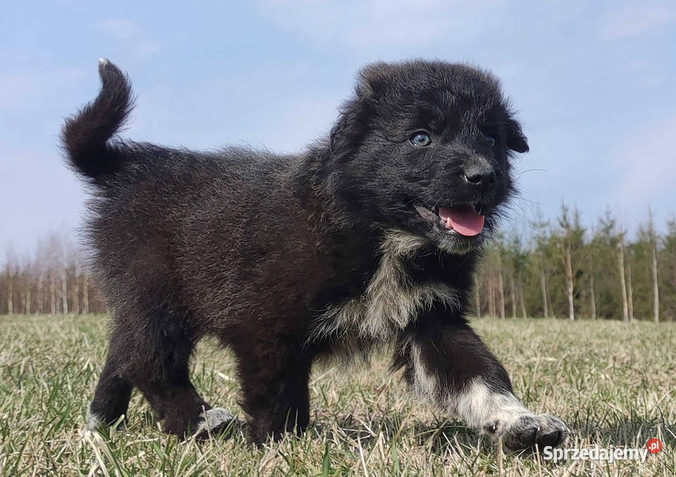 Border Collie Pies do pasienia na gospodarstwo Iwonicz