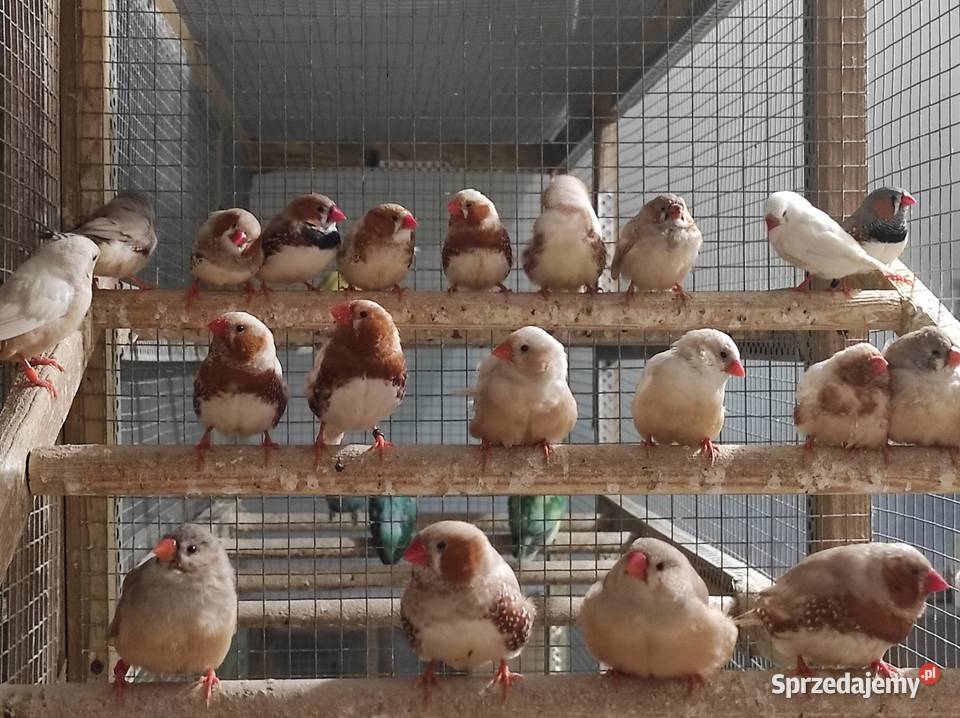 Zeberki w różnych mutacjach Rębków