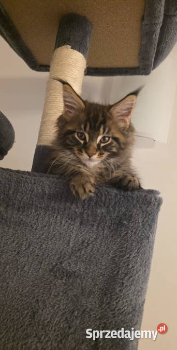 Kocięta Maine Coon FPL Łódź