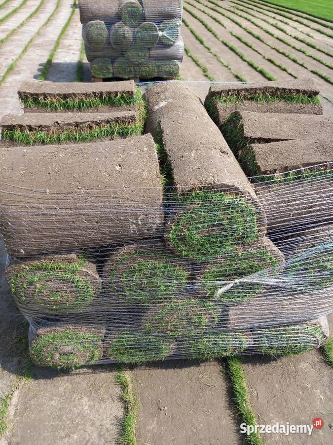 Trawa z rolki Producenta trawnik rolka