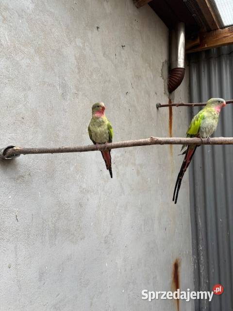 Księżniczka walii Szkarłatka Aleksandretta Ptaki śląskie Częstochowa