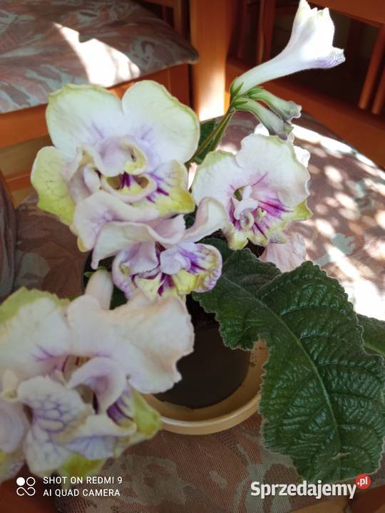 Skrętniki piękne kwiaty