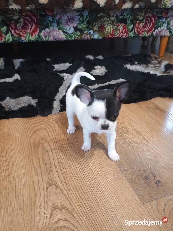 Chihuahua piękny malutki xxs EFEKT PIRAT czip Kleszczów