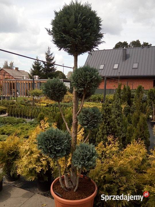 Katapla Nana Surmia kulka korona 5letnia Pabianice sprzedam