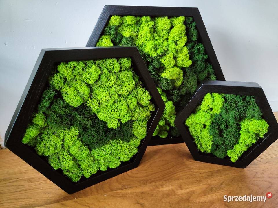 Ramki heksagon komplet 3