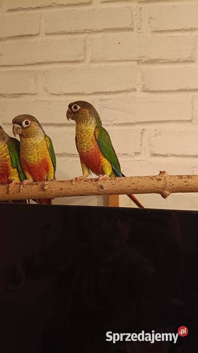 Rudosterki Zielonolice dwumiesięczne nieoswojone Poznań