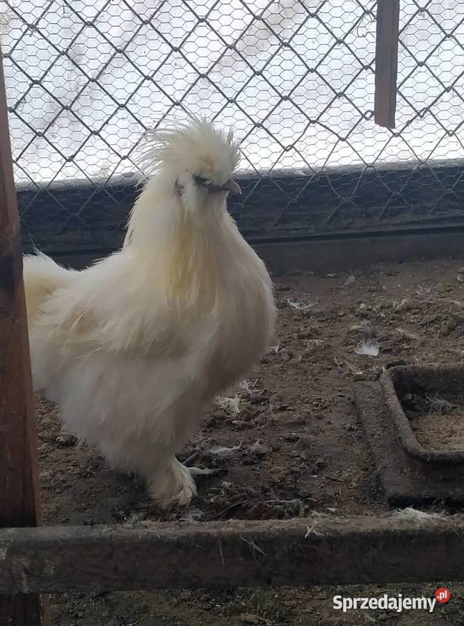 Sprzedam kury silki Biała Podlaska sprzedam