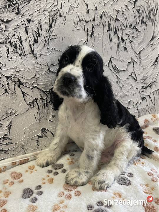 Cocker Spaniel Angielski mazowieckie Wyśmierzyce