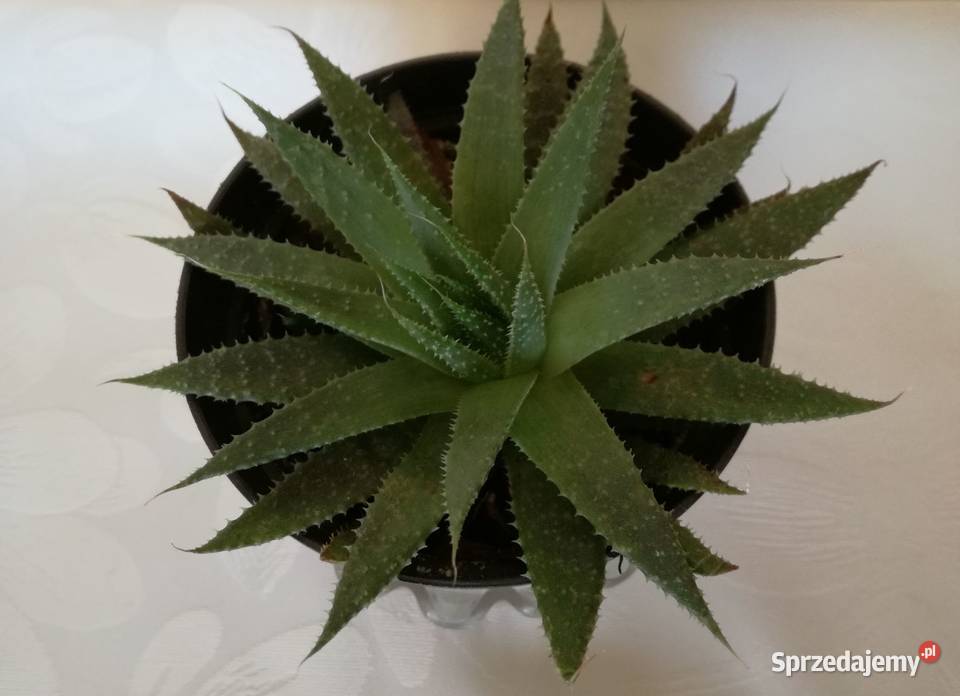 Aloes ościsty roślina doniczkowa śr14Kwiaty Ogród