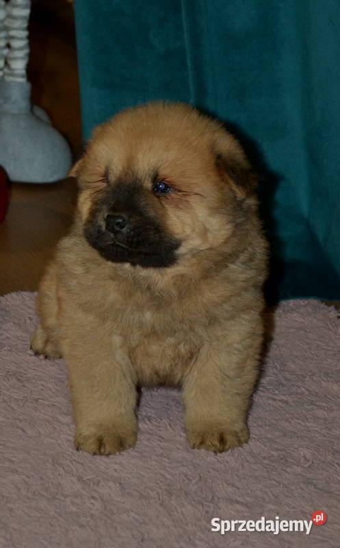 CHOW CHOW RÓŻNE KOLORY ŚLICZNE SZCZENIĘTA Janinów