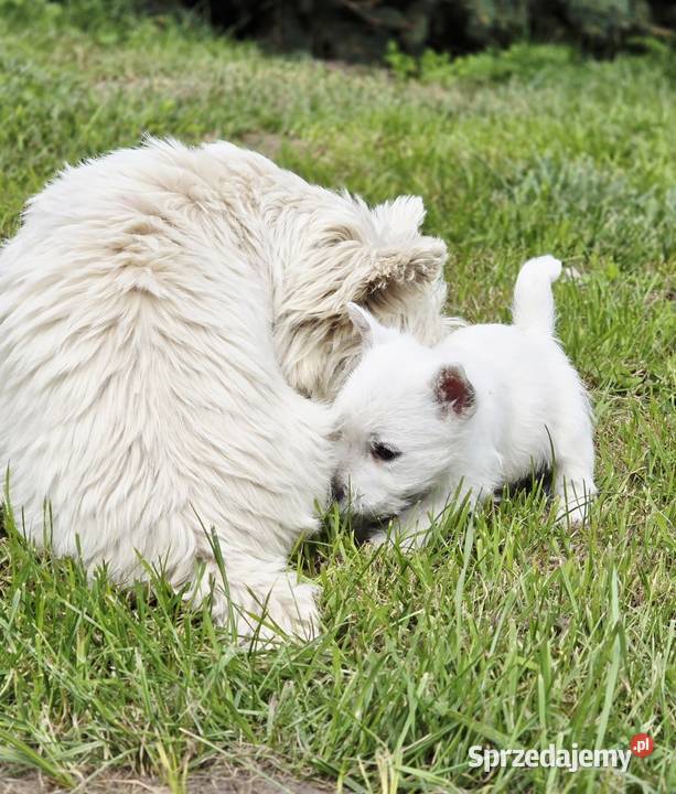 West highland white terrier westi zkwp FCI Piątkowisko