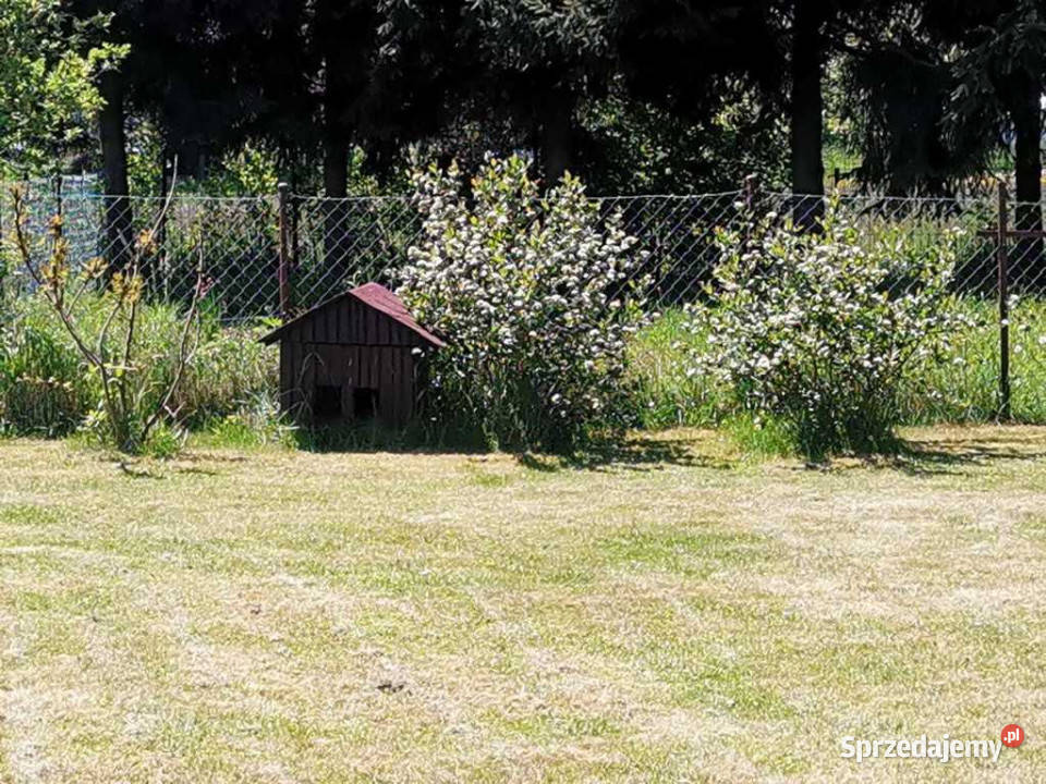 Dom wolnostojący sprzedam Dębrznik 140m2 sprzedam