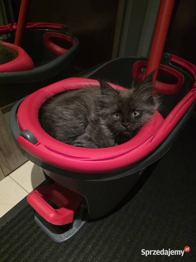 Kocięta Maine Coon FPL Łódź sprzedam