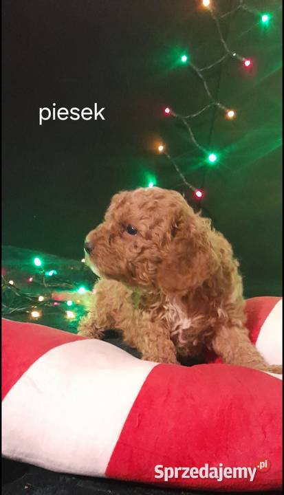 Cavapoo f1b Józefów nad Wisłą
