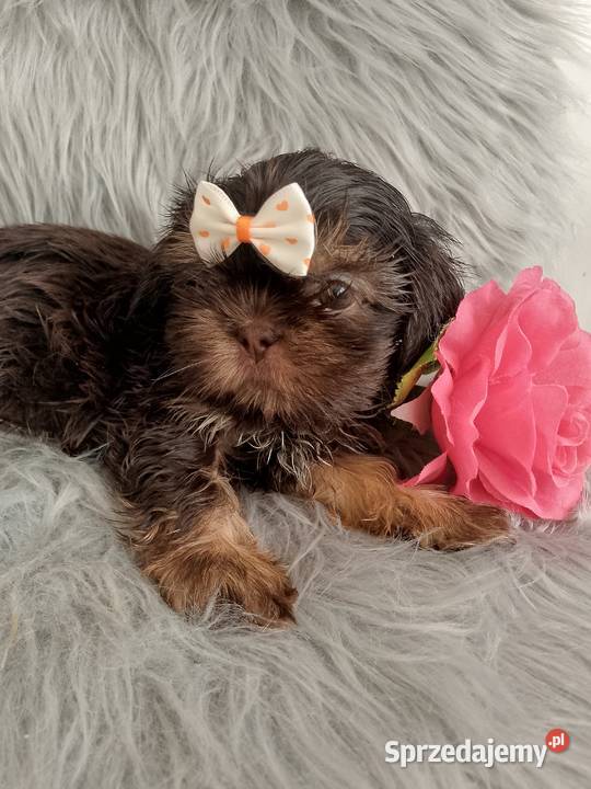 Gotowa do odbioru czekolada suczka rasy ShihTzu Shih Tzu Ostrzeszów