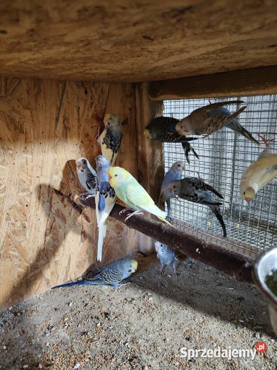 Sprzedam papużki faliste Rybnik sprzedam
