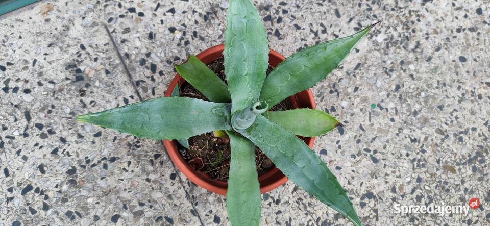 Agawa piękna ukorzeniona sadzonka 5 letnia mazowieckie Józefów