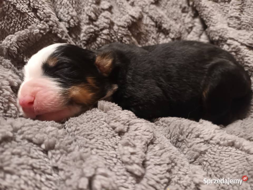 Berneński pies pasterski szczeniaczki Inowrocław