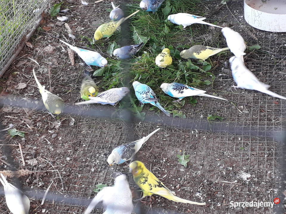 Nimfy i faliste Zwierzęta Łopoń sprzedam